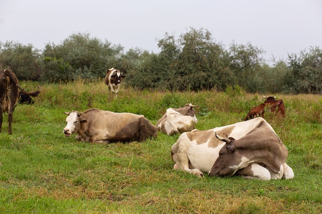 Rural cows graze on a green meadow. Rural life. Animals. agricultural country