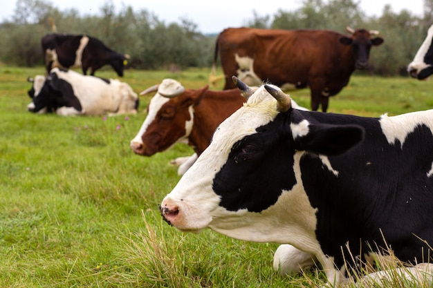 Rural cows graze on a green meadow. Rural life. Animals. agricultural country