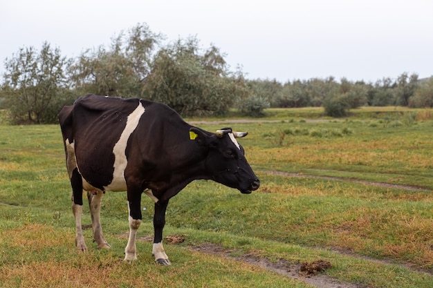 Rural cows graze on a green meadow.