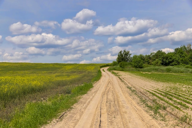 A rural dirt road in a field with plants