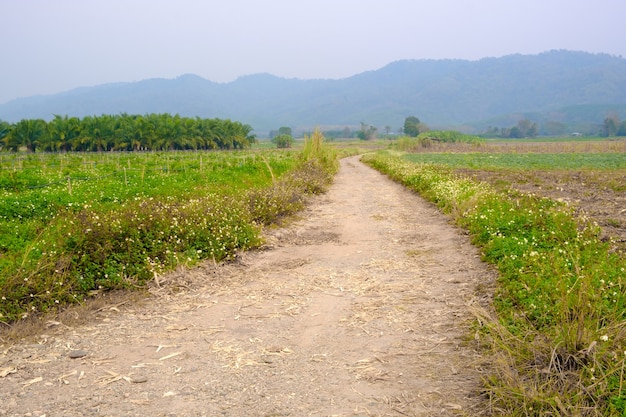 Rural dirt road and grass on both sides of the road. Path in rural fields.