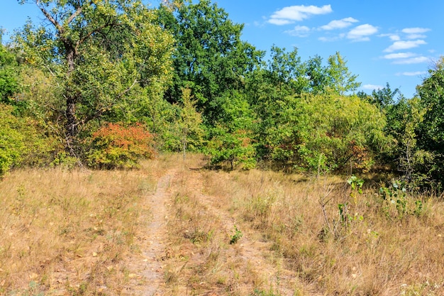 Rural dirt road through a green forest at summer