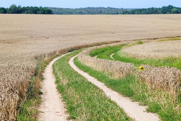 Photo rural dirt road in a wheat field