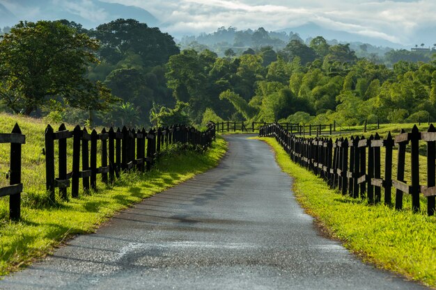 Rural driveway through paddocks on farm