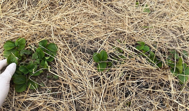 いちごの茂みのある田舎の農場