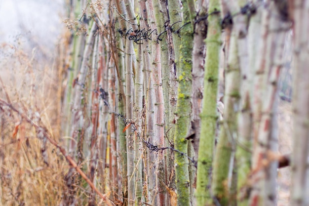 Rural fence made of twigs and wire