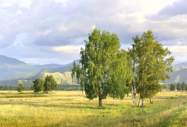 青い曇り空の下のアルタイ山脈に囲まれた田園地帯シベリアロシア