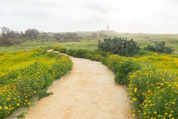 早朝の田園。美しい田園風景、新鮮な緑の芝生