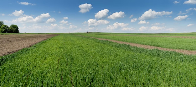 Rural field of winter wheat in early spring