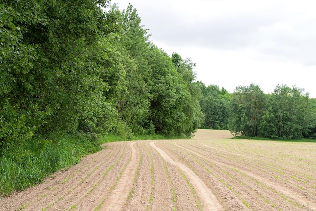 Rural field with fresh crops and forest edge