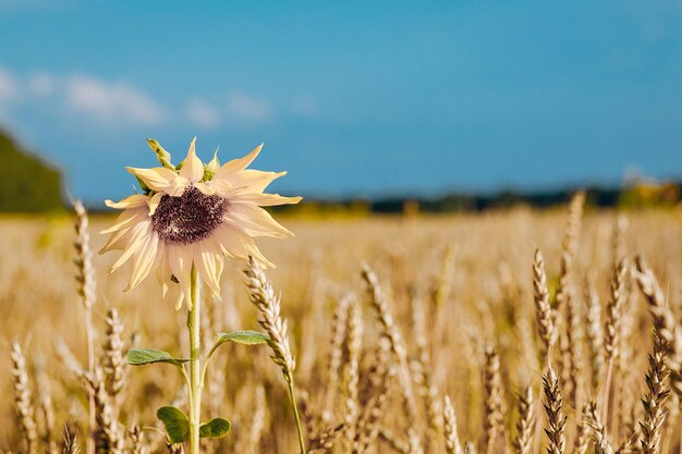 Rural flora. Bright and golden sunflower close-up growing in a wide wheat field. Agricultural background.