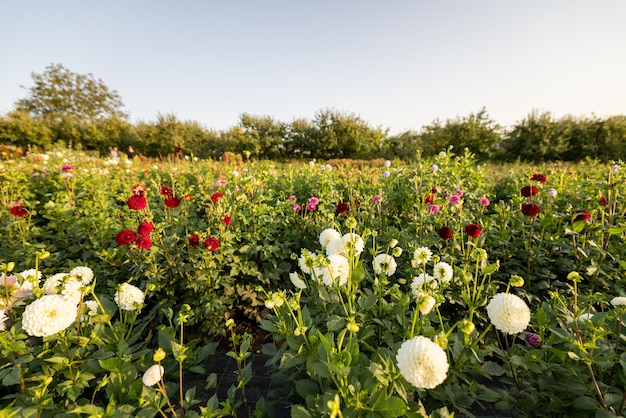 Rural flower farm of dahlias