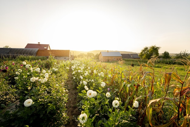 Rural flower farm