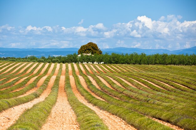 Casa rurale in un raccolto di campo di lavanda, valensole, provenza, francia