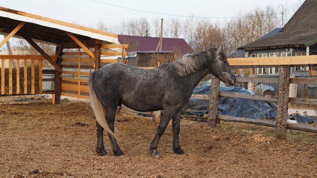 田園風景と動物灰色の成馬の肖像レニングラード地方ロシア