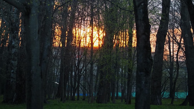 田園風景。木の背景にカラフルな夕日。ロシアのレニングラード地方。