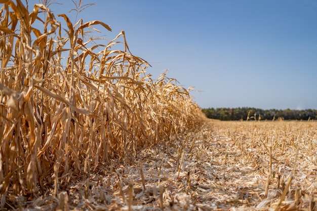 Rural landscape: Field of corn ready for harvest