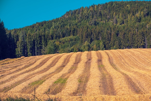 Сельский пейзаж, поле наклонной пшеницы на фоне горы