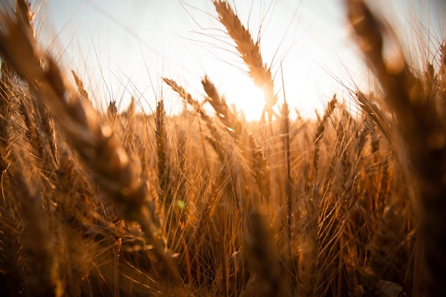 Paesaggio rurale di campi di grano con percorso