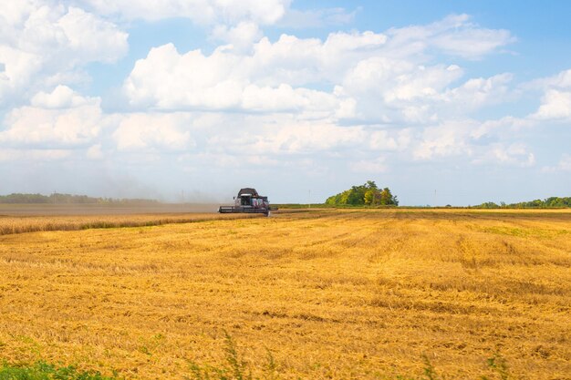 Rural landscape A grain harvester drives through a yellow wheat field on a sunny day and mows the wheat Grain harvest