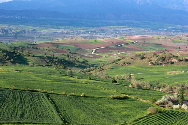 Rural landscape green cultivated fields