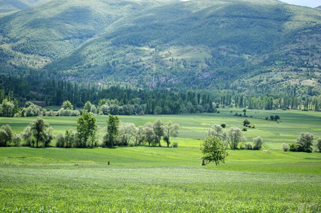 Rural landscape green cultivated fields