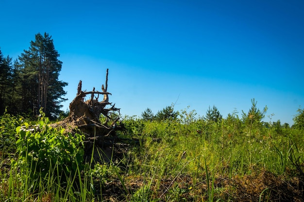 Erba e alberi verdi del paesaggio rurale