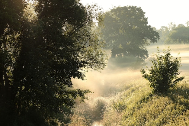 Paesaggio rurale in una nebbiosa mattina d'estate