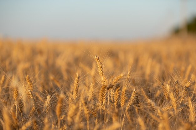 Rural landscape ripening ears of yellow wheat field ukraine