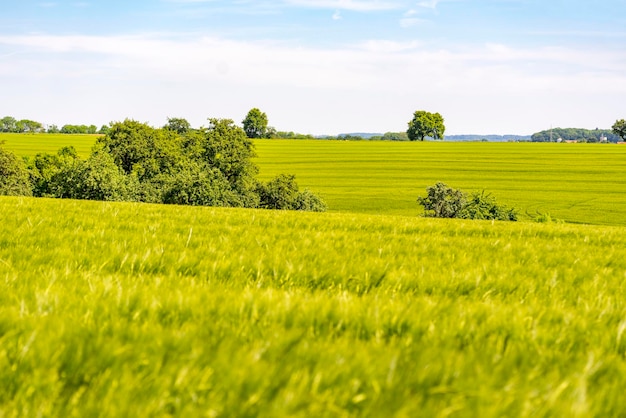 rural landscape at spring time