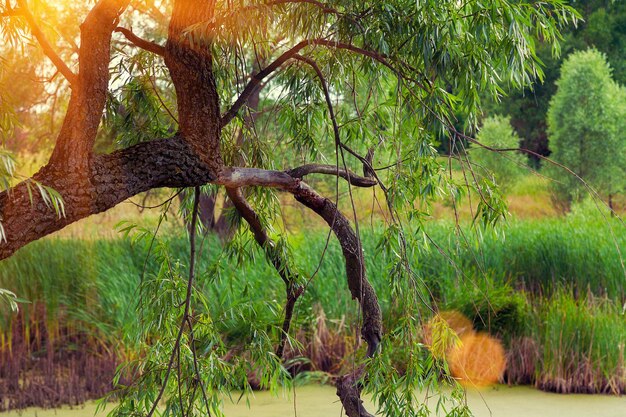 Photo rural landscape at sunset light