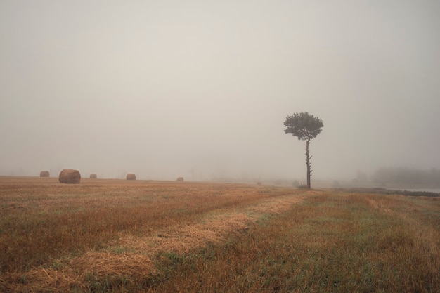 写真 田園風景。霧の中の畑に松の木が一本あります。