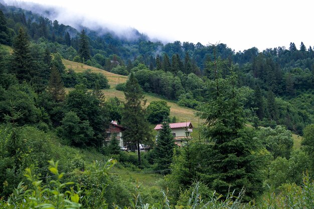 Transcarpathia 서부 우크라이나 산의 시골 풍경 숲 안개