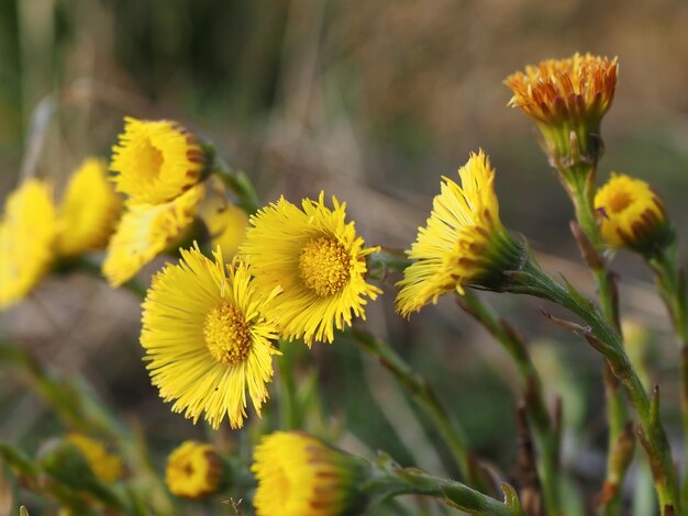 Rural landscape. Tussilago flowers. Leningrad region, Russia.