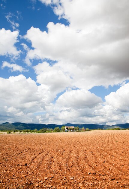 Foto paesaggio rurale. campo di grano e cielo blu