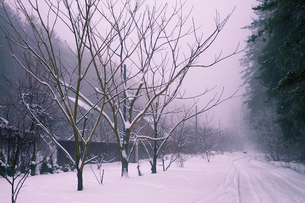 Rural landscape in winter. Morning in the village. Rural road covered with snow. Pink morning. Serenity.