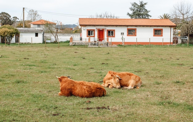 Rural landscape with cows in Spain