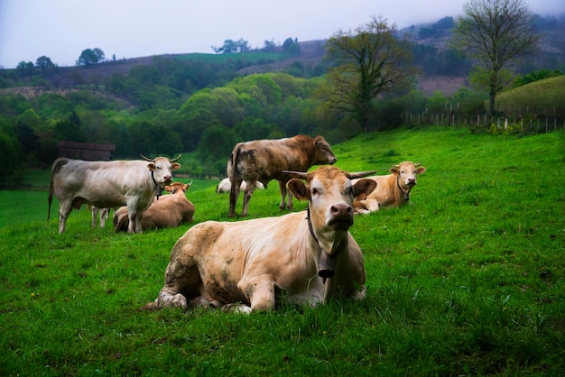 Foto paesaggio rurale con mucche, alberi ed erba