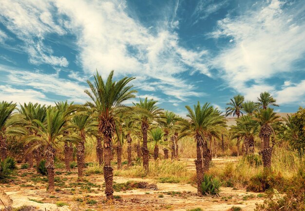 Photo rural landscape with date palms plantation and beautiful cloudy sky