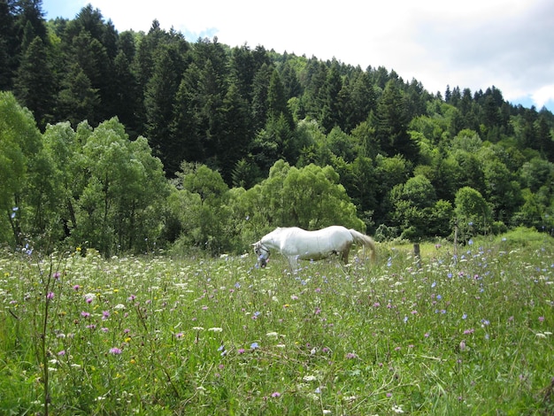 Rural landscape with field of flowers and grazing horse