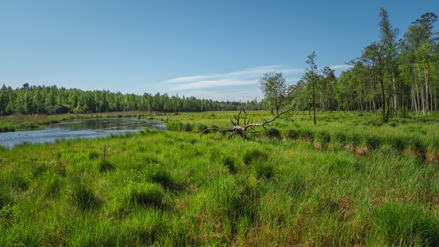 Rural landscape with flood waters, marsh meadow grass, swamp hummock with convex grass