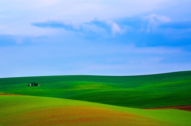 Rural landscape with green field, blue sky and wooden hunting shack , South Moravia, Czech Republic