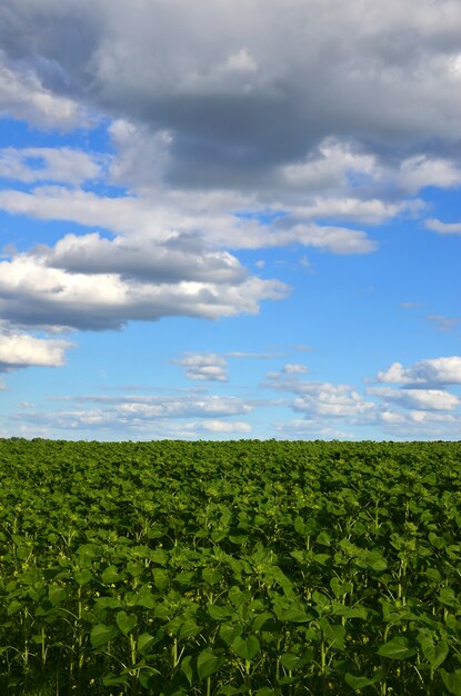 A rural landscape with a green field of late sunflowers 