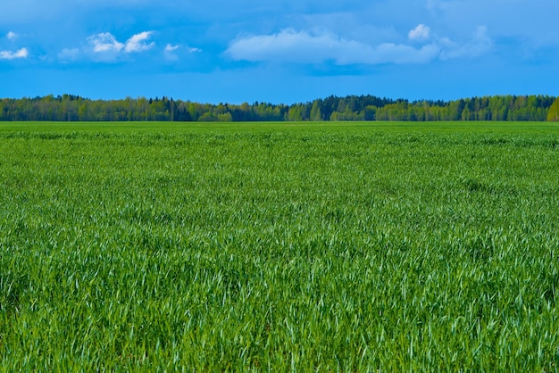 Rural landscape with green field or meadow and forest trees on horizon with blue skies