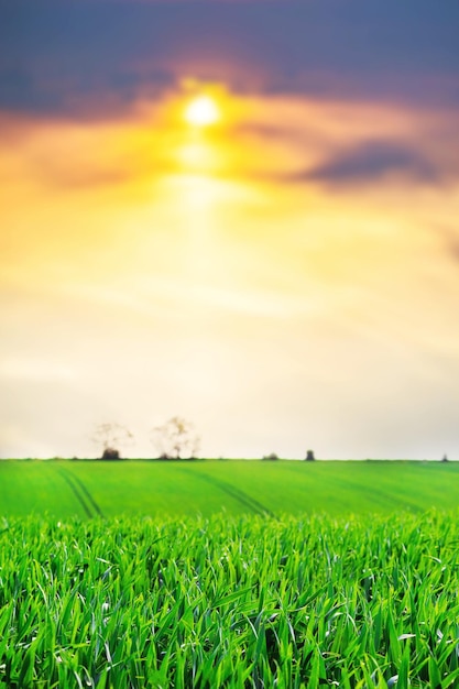 Rural landscape with green field and picturesque cloudy sky at sunset