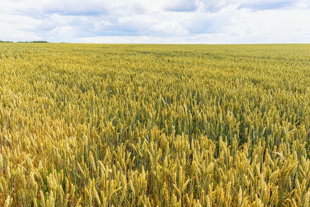 Rural landscape with growing wheat in the field