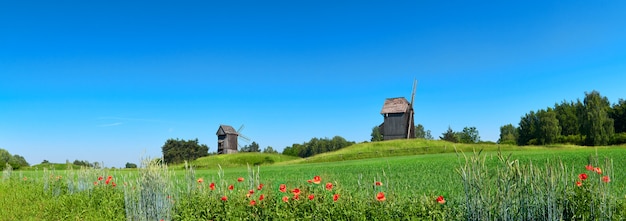 Rural landscape with historical windmills behind wheet field in Spring with orange poppy flowers in front