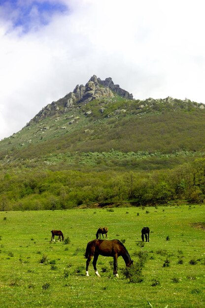 Сельский пейзаж с лошадьми, пасущимися на пастбище в Крыму, Украина