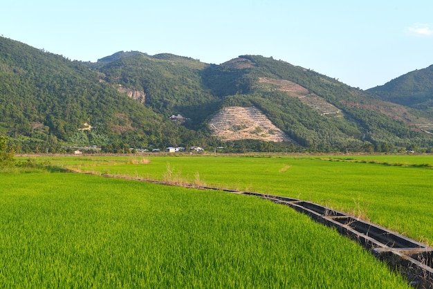 Rural landscape with rice fields in Vietnam