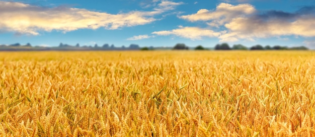 Rural landscape with wheat field and picturesque cloudy sky